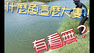 什麼魚這麼大隻？【手拋網、八卦網、撒網系列教學】＃虱目魚＃黑公＃石斑魚＃（Learn to Net fishing/Cast net in Taiwan）