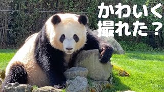 遊びも休憩もポーズが可愛い❤スーパーモデルパンダ 彩浜🐼アドベンチャーワールド giantpanda