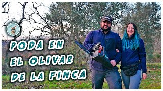 PODA en el OLIVAR de la FINCA | El Tercer Olivo 🌿