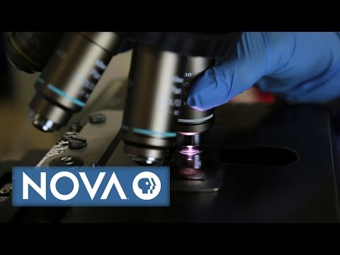 What Makes Science True? | NOVA What Makes Science True? | NOVA