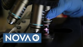What Makes Science True? | NOVA