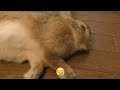 快適に過ごすうさぎ a rabbit spends comfortably vol.469