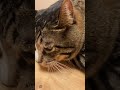 お腹のお肉が〜　 12kg超え猫 デブ猫 ぽっちゃり猫 fatcat