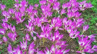 奈良県営馬見丘陵公園  コスモス・ダリア・ほか　4K