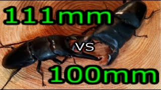 【最強のクワガタ】パラワンオオヒラタクワガタ vs スマトラオオヒラタクワガタ　Dorcus titanus palawanicus VS Dorcus titanus yasuokai【頂上決戦】