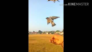 Playtube Pk Ultimate Video Sharing Website