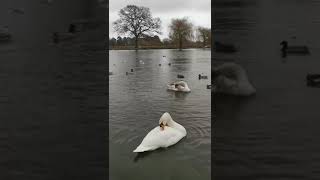 Swan 🦢 Lake #swanlake #swan