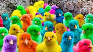 World Cute Chickens, Colorful Chickens, Rainbows Chickens, Cute Ducks, Cat, Rabbits,Cute Animals🐤🐣