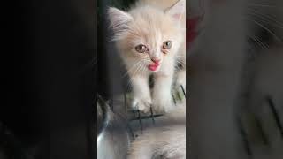 cat for sale | Kolathur fish market pet shop | #vjtheexplorer #chennai #cat