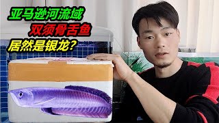 雙須骨舌魚：亞馬遜河的一種兇猛魚類，居然就是我買的銀龍魚