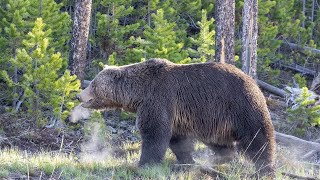 U.S. Fish and Wildlife Service Denies Western States Grizzly Bear Delisting