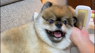 ぼっちゃんの4/24【ブラッシング/brushing】#Short【ポメラニアン ぼちゃお/Pomeranian Bochao】