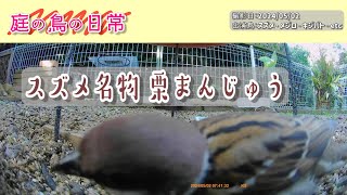 【庭の鳥の日常】(24,05,02)　⌒(ё)⌒