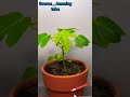 how to grow papaya from seeds at home/papaya growing time lapse.