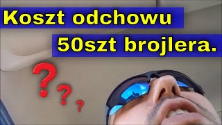 Ile kosztuje odchów kurczaków? Koszt wyżywienia 50 sztuk brojlera.