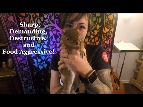 How to Squirrel & What it Takes! How to Squirrel & What it Takes!
