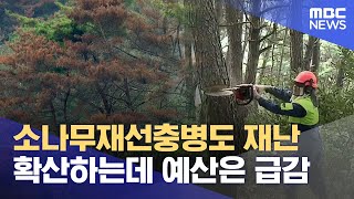 소나무재선충병 급증하는데 예산은 줄어 (2024.10.29/뉴스데스크/MBC경남)