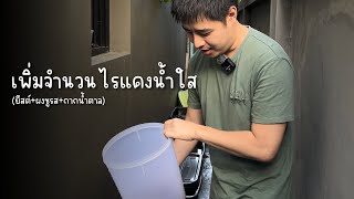 เพิ่มจำนวนไรแดงน้ำใสให้ได้เยอะขึ้น