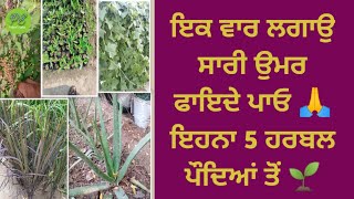 ਘਰ ਵਿਚ ਜ਼ਰੂਰ ਲਗਾਓ ਇਹ 5 ਹਰਬਲ ਪੌਦੇ , 5 harbal plant no need any care, zero care harbal plant