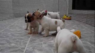 FRENCH BULLDOG PUPPIES FOR SALE