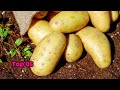 top 10 most expensive vegetables in the world toptiertidbits