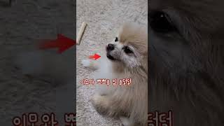 이모와 뽀뽀후 토리의 반응? #shorts