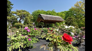 見頃となった須賀川牡丹園