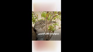 ما هي سلوكيات طائر الحبارى؟ | برنامج فراسة الصحراء