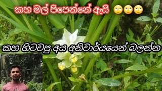 කහ මල් පිපෙන්නේ ඇයි #කහඅස්වැන්න #කහ සිටුවිම #කහවගාව #kahawagawasinhala  #ඉගුරු වගාව  #kahawagawa #කහ