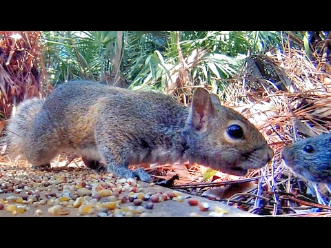 Squirrel Meets Rat! Squirrel Meets Rat!