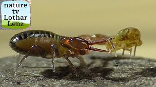 Pseudoscorpion hunts springtail. Pseudoscorpion jagt Kugelspringer