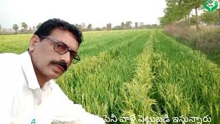 సిరులు కురిపిస్తున్న వరి వంగడాలు#pouring money with male female rice farming#