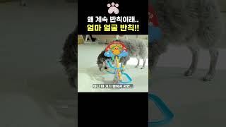 잘 생각해보면 강아지가 하는 말이 다 맞음 ㅋㅋㅋ