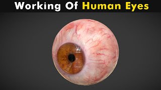 Working Of Human Eyes | Structure And Function Of Human Eyes (Urdu/Hindi)