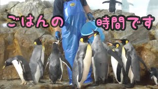 オウサマペンギン　ごはんの時間です　【のんほいパーク】King penguin Toyohashi Zoo