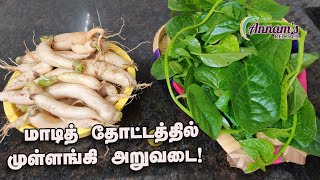 மாடித்தோட்டத்தில் முள்ளங்கி அறுவடை | Terrace garden Radish harvest