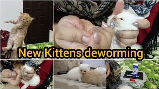 Brownie or new Kittens ki deworming kr di | how to deworm cats at home | safe dewormer for cats