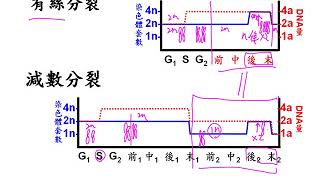 10701高二基礎生物ch4 1 24有絲與減數分裂的染色體變化比較二毅