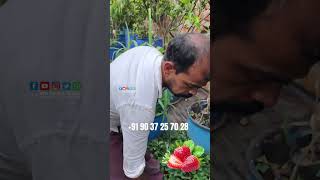 മൂന്ന് പ്ലാന്റുകൾ 100 രൂപയ്ക്ക്| N.P Liya Garden Malappuram, Pazamallur