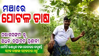 ପୋଟଳ ଚାଷ ମଞ୍ଚା ପ୍ରଣାଳୀରେ ( parwal farming in odisha ). pointed gourd farming.