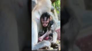 生まれたての元気な赤ちゃんモンキー！A New Born Baby Monkey !