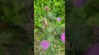 Artichoke, cardoon,\u0026Thistles, Thistle family