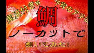 【素人実況付きｗ】真鯛〈３アングル〉から捌いてみた！！