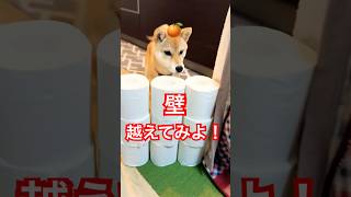 記録更新なるか！？トイペチャレンジ💪 2025年2月7日 #柴犬みかん #shorts #柴犬 #shinainu #shiba #癒し #トイレットペーパーチャレンジ