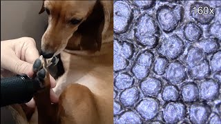 Dog paw pads under 160x microscope, Handheld multi-distance scope GOKO EV-6HD - Made in Japan