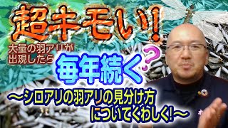 マイホームを長持ちさせるためのレシピ【3分でわかる】シロアリ PART5「羽アリの見分け方」