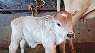 worlds shortest Zebu breed PUNGANUR MALE CALF for sale contact 09493303333