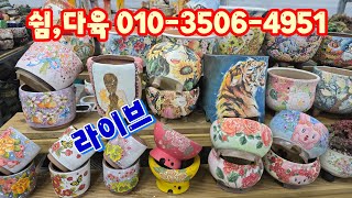 💥[LIVE]쉼,다육 010-3506-4951(카드결제가능) 명품분, 중고분, 묵은둥이다육이 최고가~♡