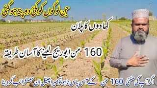 Makai ki kasht in Punjab!Makai ki kasht ka time!Plan of fertilizers in corn!Baharia makai ki kasht