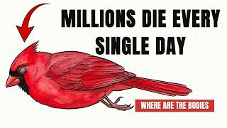 Why You Rarely See A Dead Bird—The Secret Way Birds Die
